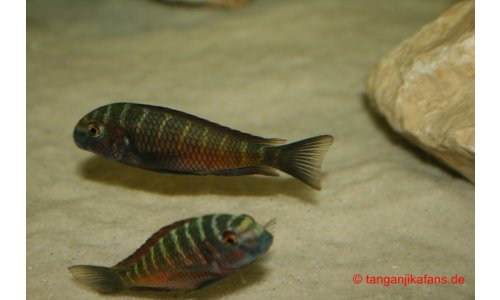 Tropheus Moorii Moliro